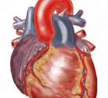Sistemul circulator și respirator al mamiferelor. Organele care formează sistemul circulator al…