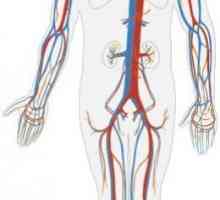 Circuitele circulante umane: Structura și rolul în corp