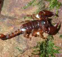 Crimean scorpion: o descriere a speciei și ce să facă cu o muscatura