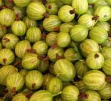 Gooseberries: cât de util este fructul pentru om