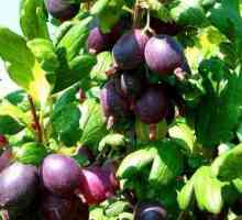 Gooseberry Chernomor: descrierea cultivarului și particularitățile cultivării