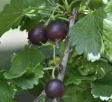 Gooseberry negru: soiuri și utilizări populare