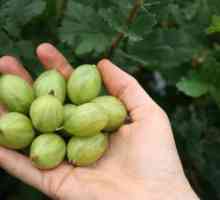 Gooseberries: conținut caloric și proprietăți utile