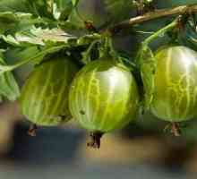 Gooseberries: plantarea în primăvară și toamnă, îngrijire