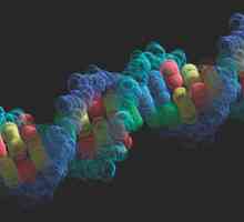 Cine a descoperit ADN-ul? Importanța descoperirii ADN-ului. Friedrich Misher