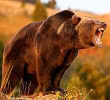 Cine este mai puternic - un urs sau un leu? Puterea unui urs împotriva urgenței unui leu