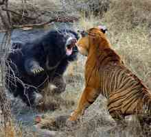 Cine este mai puternic - un urs sau un tigru? Predatori în natură