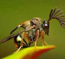 Cine știe de ce insectele se numesc insecte?