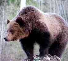 Unde să tragi un urs? Slaughter Places Bear