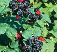 Cumberland - zmeură cu fructe de pădure neagră. Avantajele și dezavantajele soiului. Cultivarea…