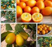 Kumquat: rău și beneficii, conținut caloric și proprietăți