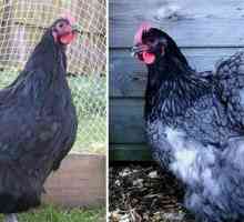 Chicken orpington: reproducere, recenzii. Orpington - rasă de pui