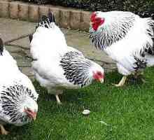 Chicken Viandot: descriere (fotografie)