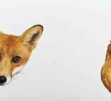 Pui foxy-chic: descrierea rasei, fotografie