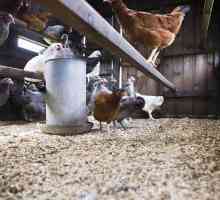 Găini de găină: reproducere la domiciliu