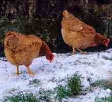 Găini de găină: conținut în timpul iernii fără probleme