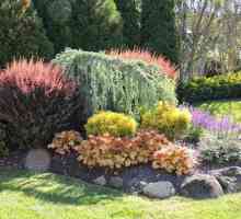 Arbuști cu frunze roșii - iarbă de pin, tunberga: descriere. Arbusti decorativi nepretentiosi