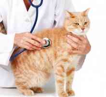 Ajutor veterinar calificat în orașul Kemerovo Clinici veterinare în Kemerovo