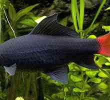 Labeo bicolor: descriere, fotografie, compatibilitate cu alte pești