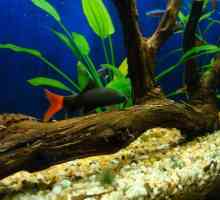 Labeo - acvariu de pește: compatibilitate, reproducere, întreținere și îngrijire