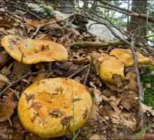 Lactarius scrobiculatus sau ciupercă galbenă de ciuperci