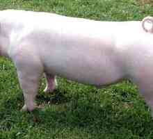 Landras - o rasă de porci, cea mai bună pentru creșterea porcilor de bacon