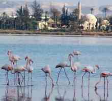 Lacul de sare din Larnaca din Cipru: descriere. Excursii în Cipru