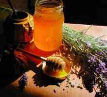 Лавандовый мед: полезные свойства и противопоказания