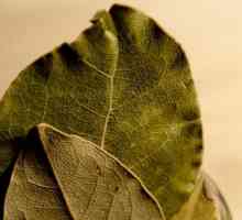Laurel leaf: proprietăți magice, recenzii