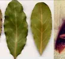 Laurel frunze din gândaci: cum să utilizați