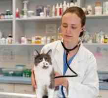 Alimente terapeutice pentru pisici - "Royal Canine Recovery"
