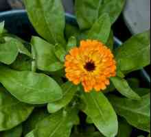 Cuiul terapeutic - o floare care beneficiază