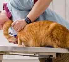 Tratamentul lipsește pisica. Boala de piele periculoasă