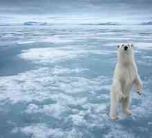 Icebreaker `Yamal`: croazieră spre Polul Nord