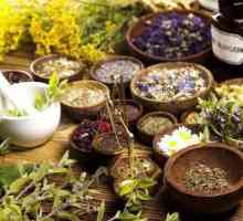 Plante medicinale din regiunea Krasnodar: fotografie, descriere, aplicare
