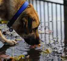 Leptospiroza la câini: semne, simptome și tratament, vaccinare