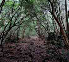 Forest Aokigahara - pădure japoneză de sinucidere la poalele Muntelui Fuji