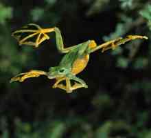 Flying Frog: descriere, specie, conținut în captivitate