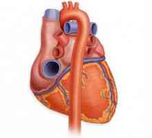 Ventriculul stâng al inimii: structură, funcție, patologie