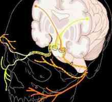 Fața nervului: anatomie, model, structură, funcții și trăsături