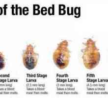 Bug larve: cum să te uiți, cum să scapi și de specii