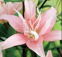Lily roz - regina grădinii