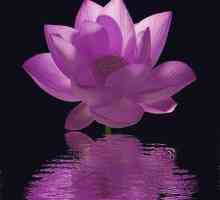 Purple lotus (`ВоВ`): unde să găsească pentru ce este