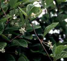 Lemongrass (fructe de pădure): cum se utilizează și proprietăți utile