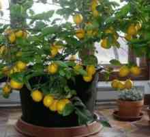 Lemon la domiciliu: îngrijire de iarnă, boli, reproducere, fotografie
