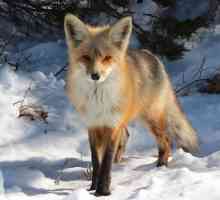 Fox vulpe: descriere, fotografie, clasificare