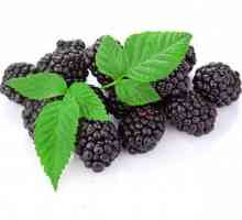 Frunze de Blackberry: proprietăți utile și contraindicații