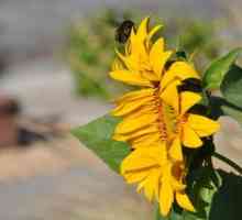 Frunze de floarea-soarelui: descriere și proprietăți vindecătoare