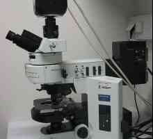 Fluorescentă microscopie: caracteristici de studiu