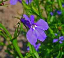 Lobelia erinus: descriere, soiuri, fotografii, caracteristici de plantare și îngrijire